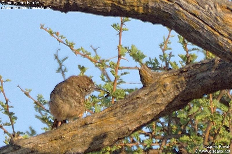 Camaroptère barrée (Barred wren-warbler, Calamonastes fasciolatus), Hwanghe National Park, Zimbabwe